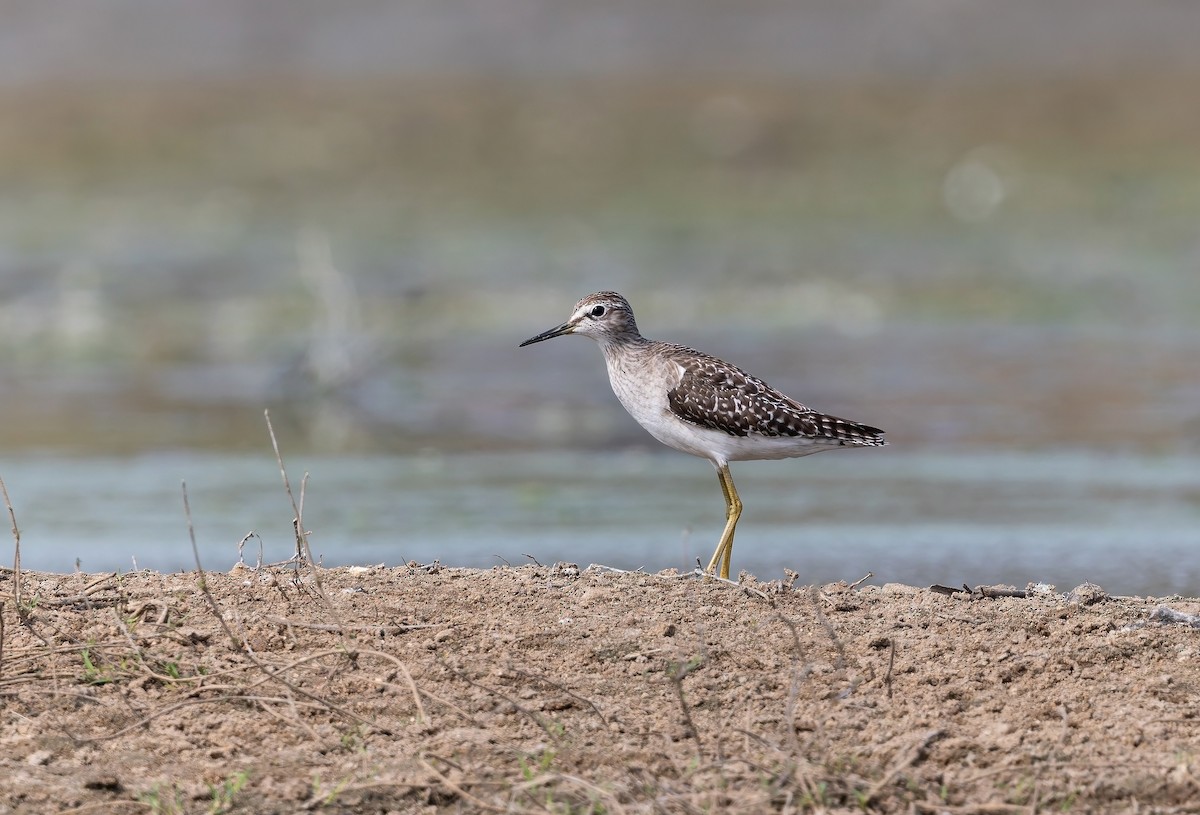 Коловодник болотяний - ML645588742
