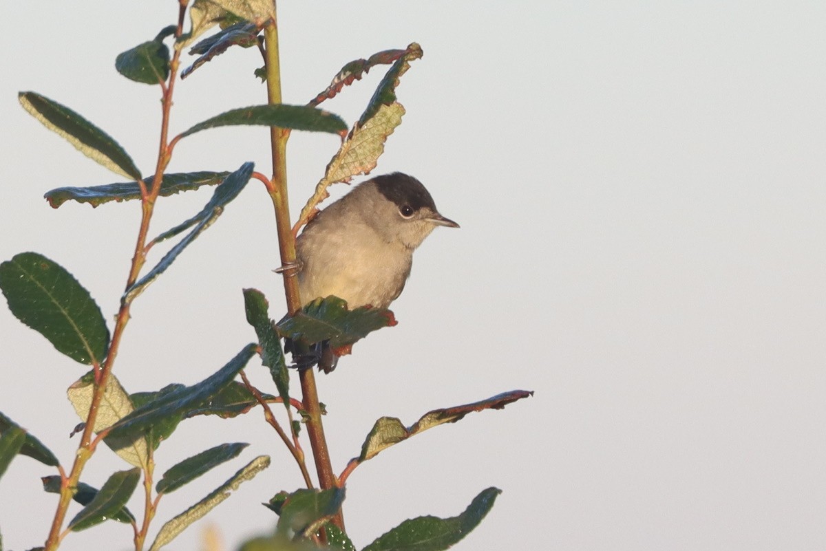 Кропив'янка чорноголова - ML645588743