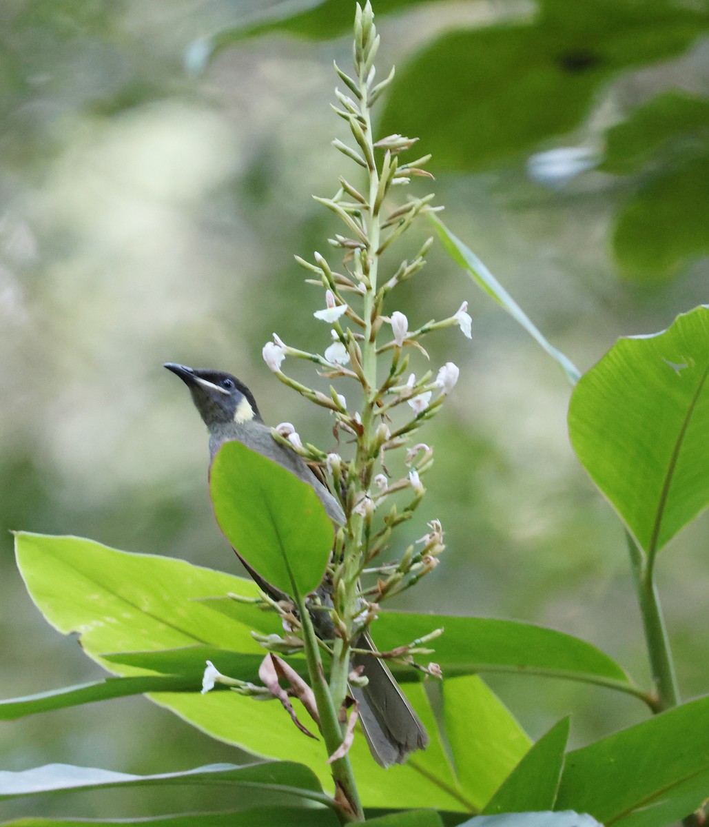 Медолюб великий - ML645588744