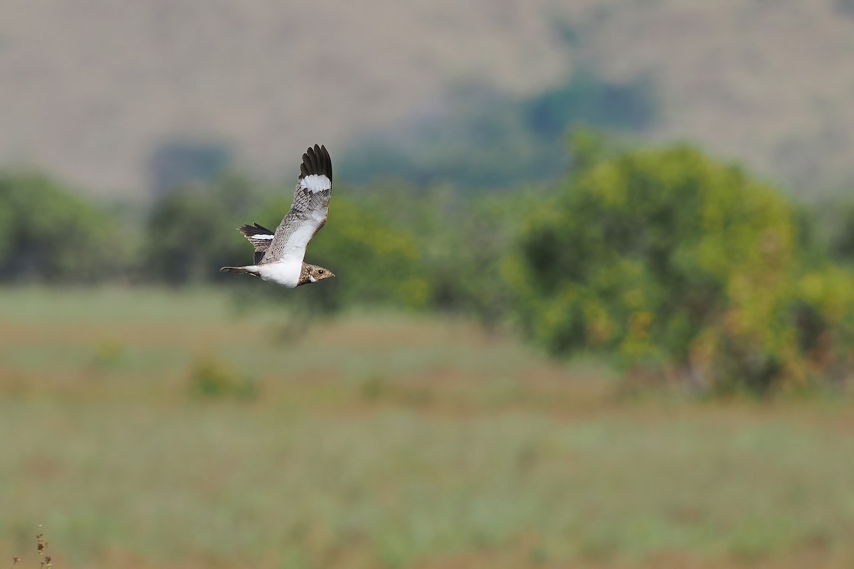 Накунда - ML645588746