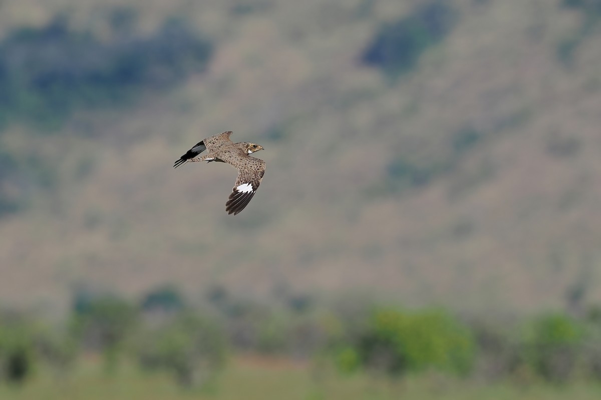 Накунда - ML645588747