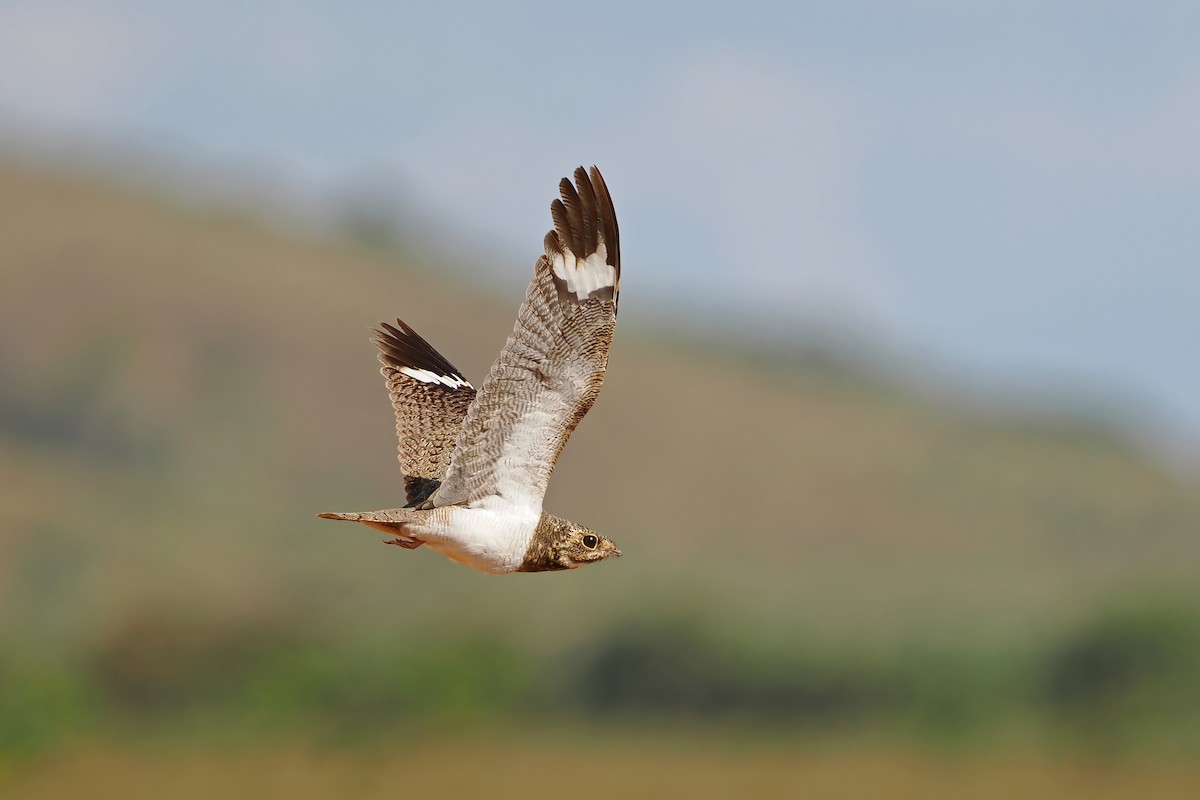 Накунда - ML645588748