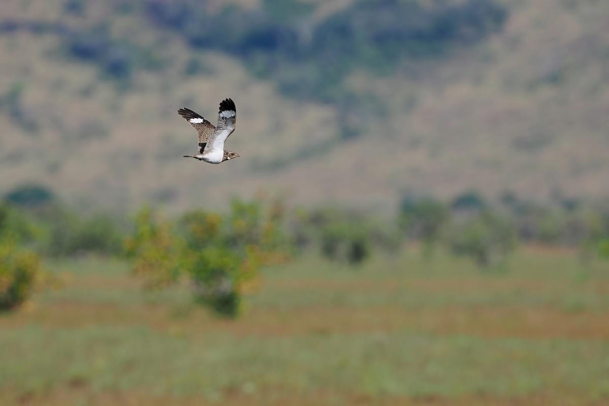 Накунда - ML645588749