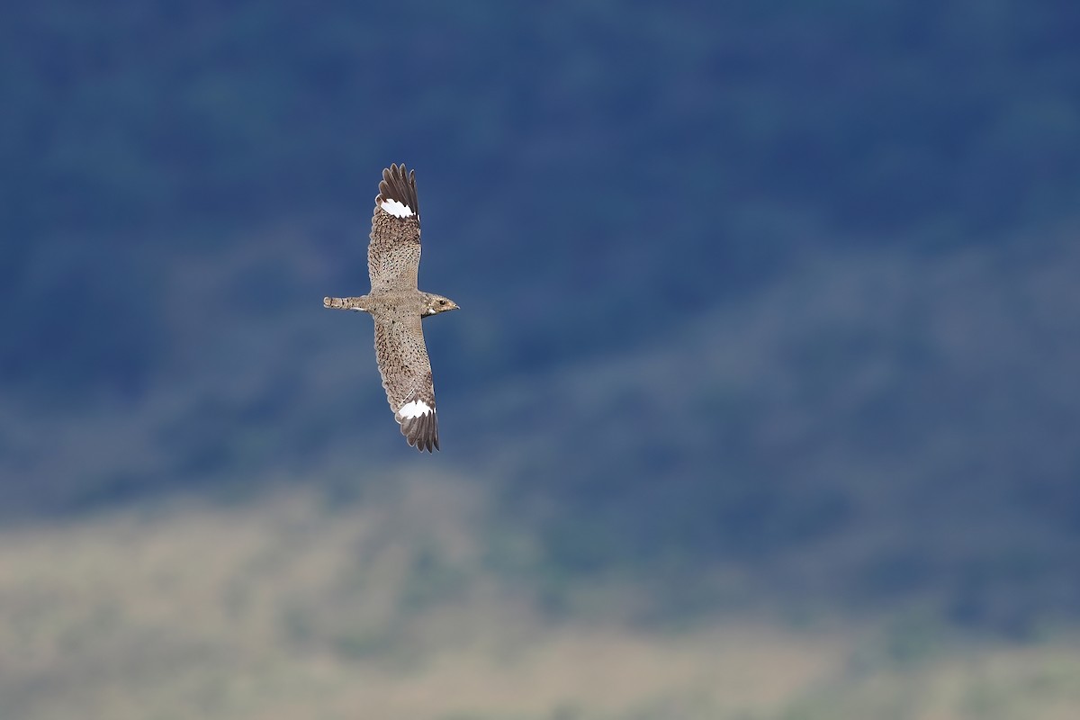 Накунда - ML645588750