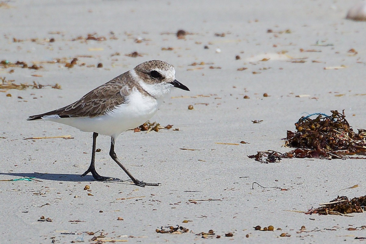 Пісочник морський - ML645588751