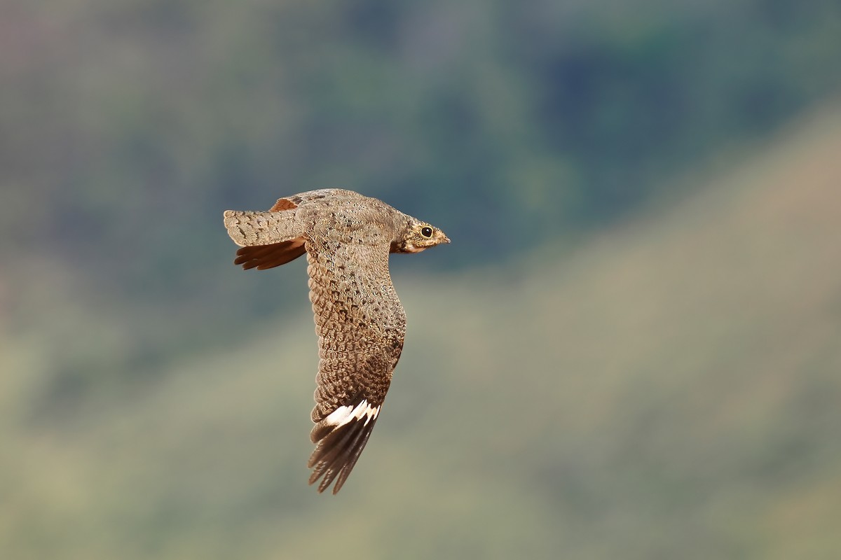 Накунда - ML645588752