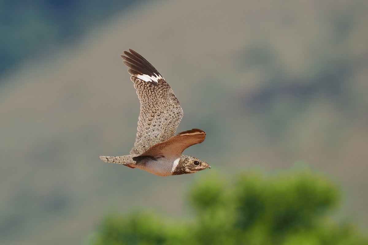 Накунда - ML645588753