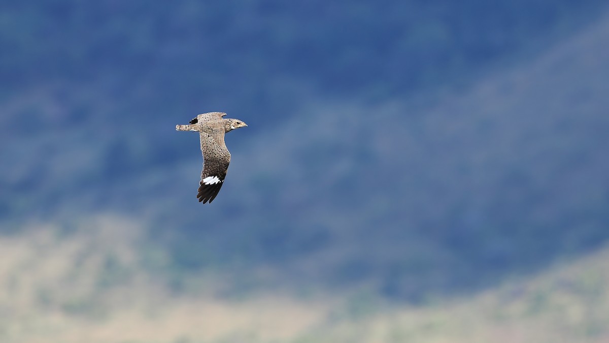 Накунда - ML645588754