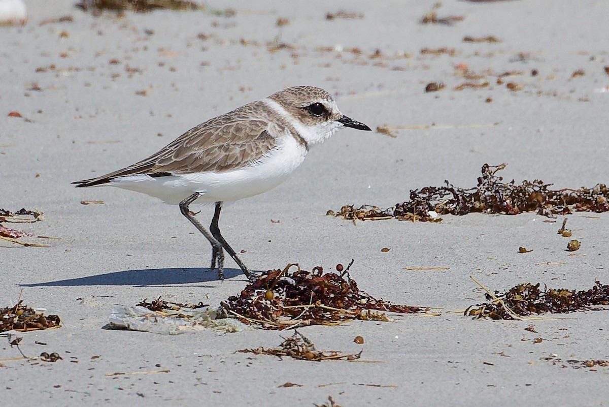 Пісочник морський - ML645588762