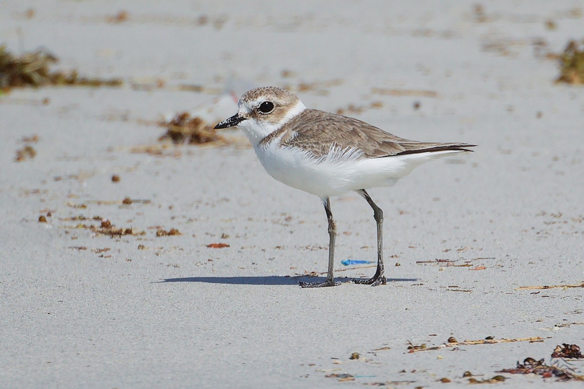 Пісочник морський - ML645588763
