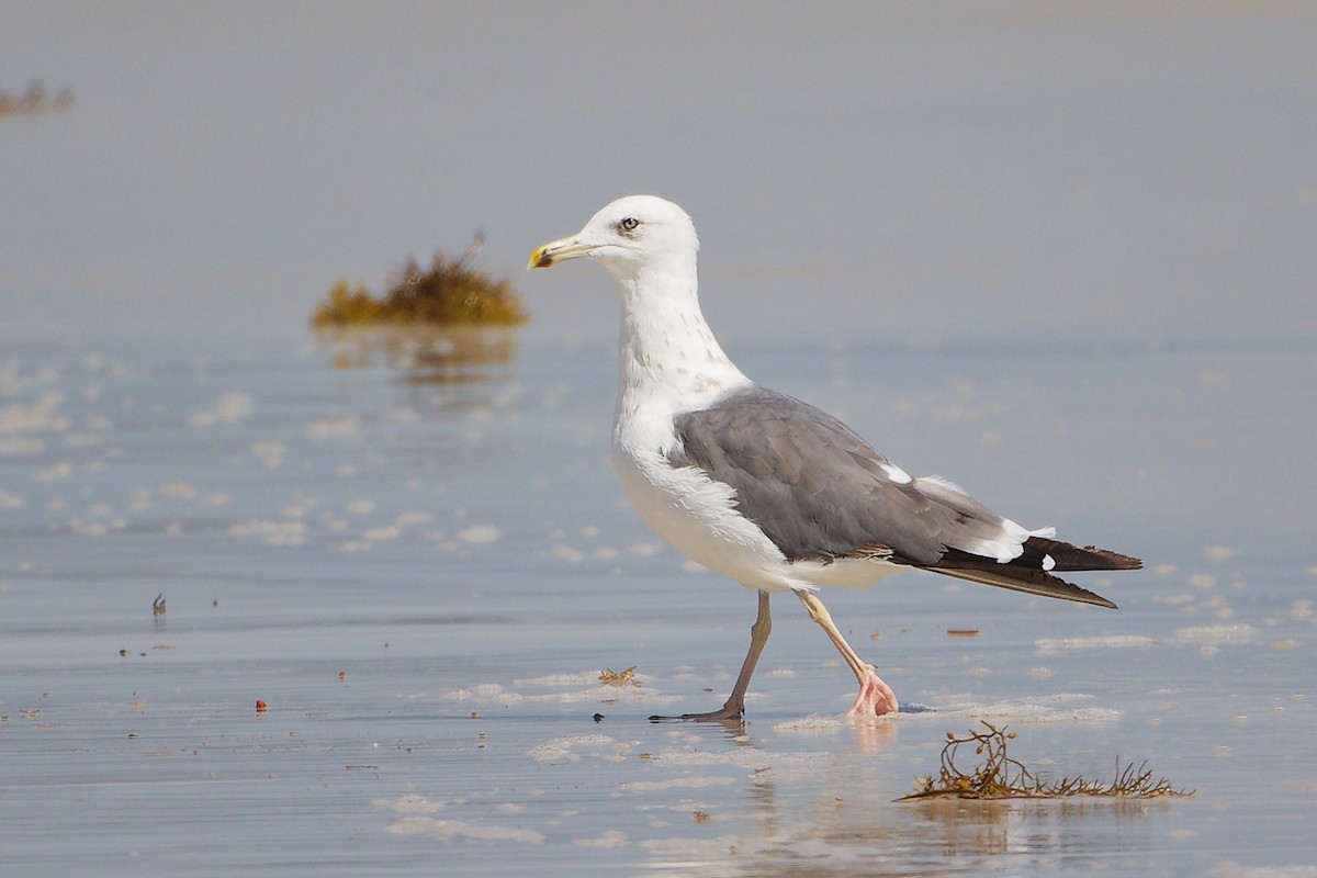 Мартин чорнокрилий - ML645588764