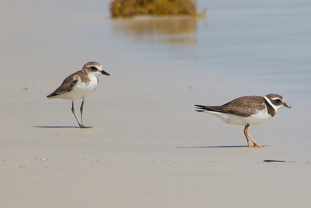 Пісочник великий - ML645588765