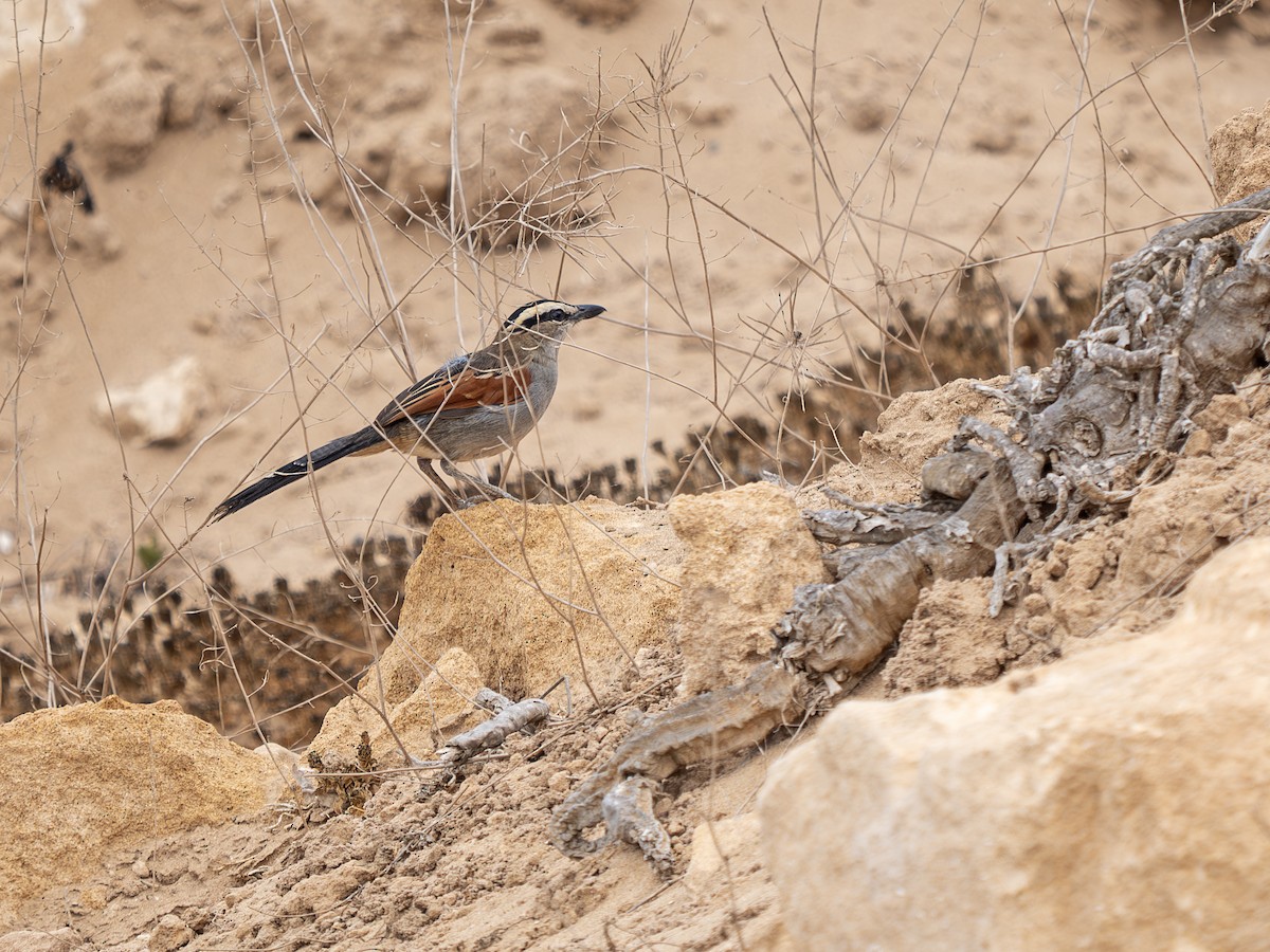 Чагра велика (підвид cucullatus) - ML645588766