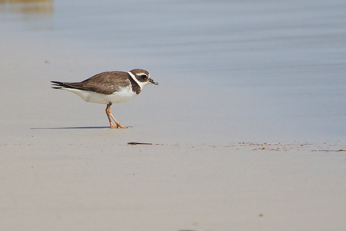 Пісочник великий - ML645588767