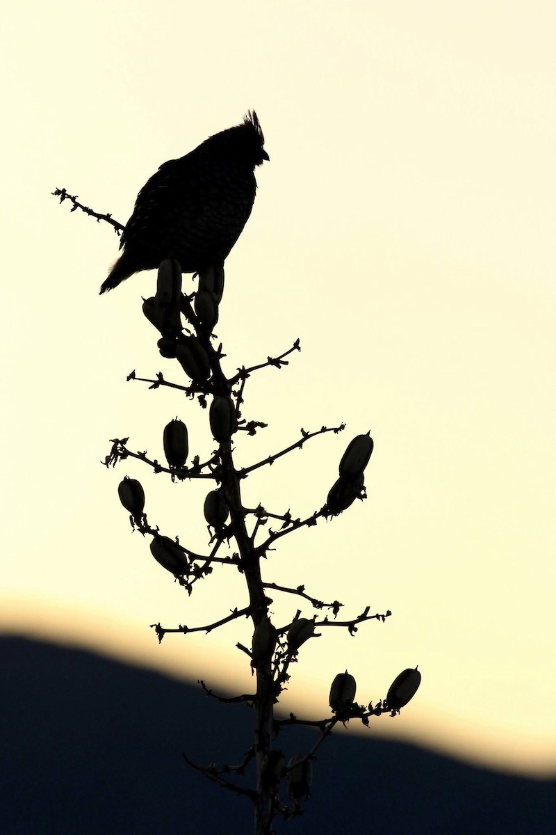 Scaled Quail - ML645588771