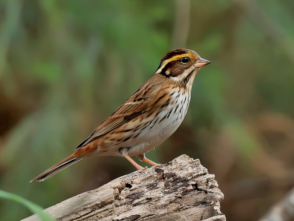 Yellow-browed Bunting - ML645588772