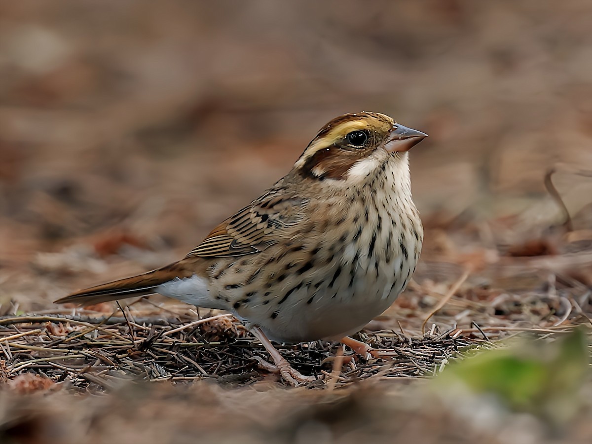 Yellow-browed Bunting - ML645588773