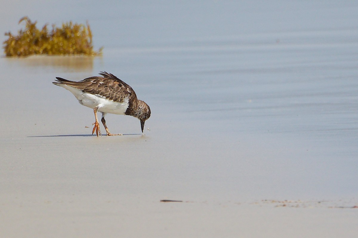 Ruddy Turnstone - ML645588774