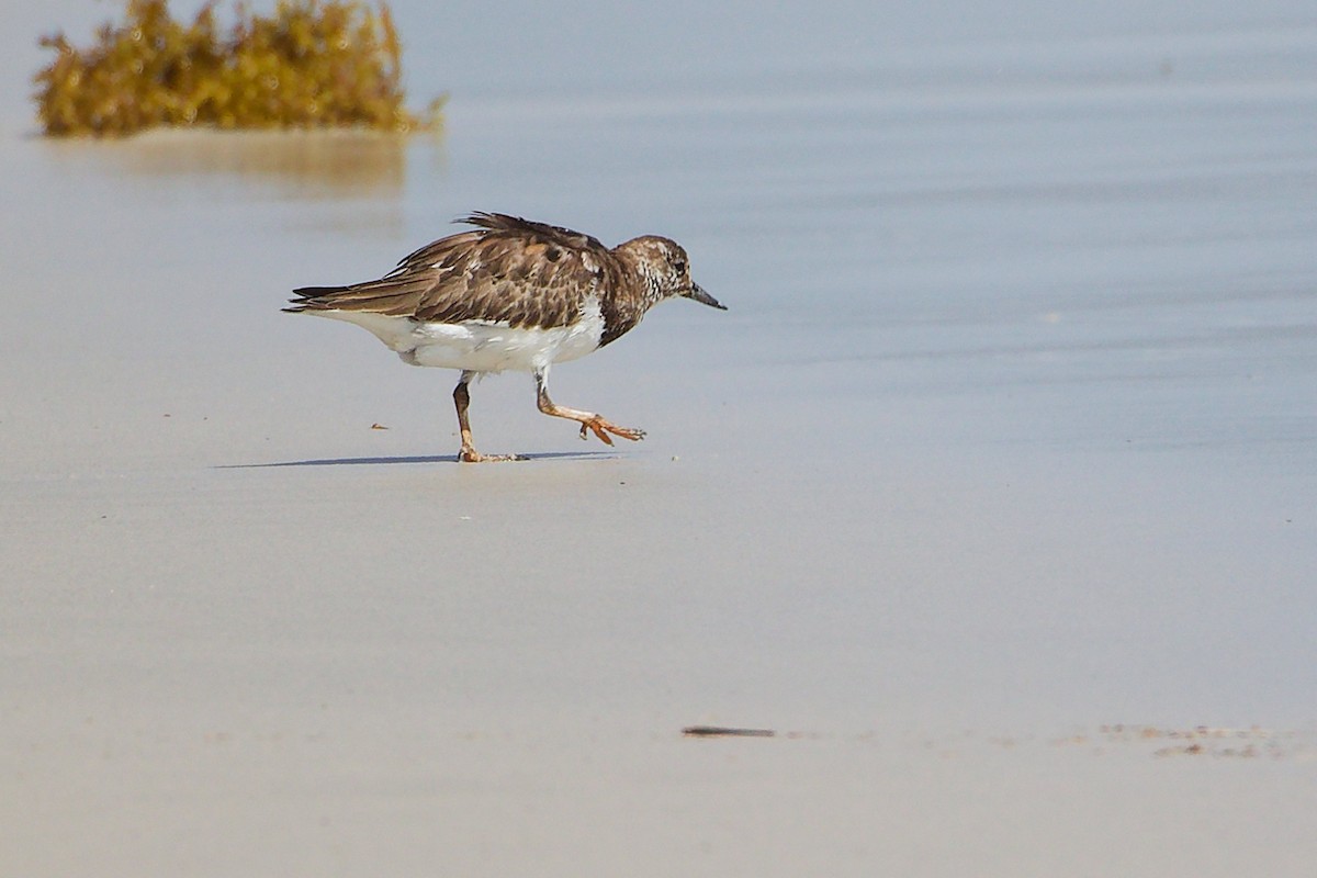 Ruddy Turnstone - ML645588775
