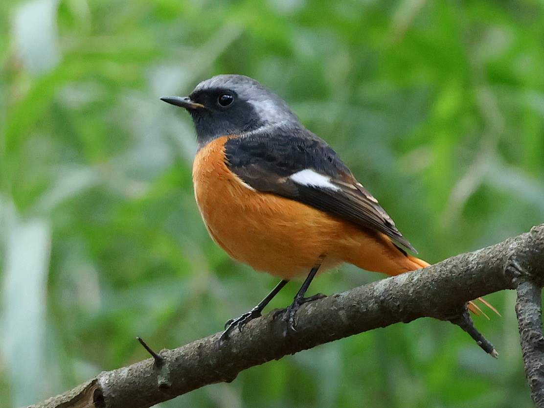 Daurian Redstart - ML645588776