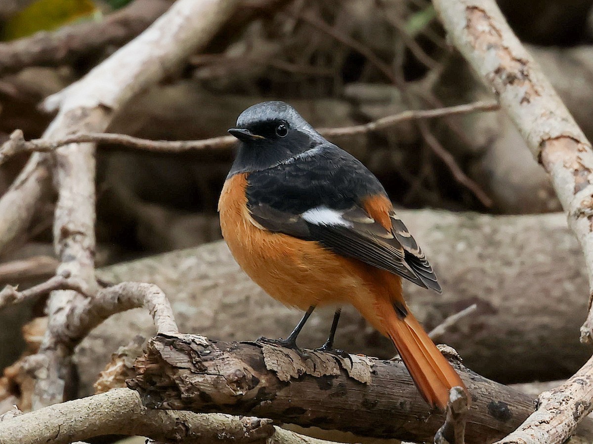 Daurian Redstart - ML645588777
