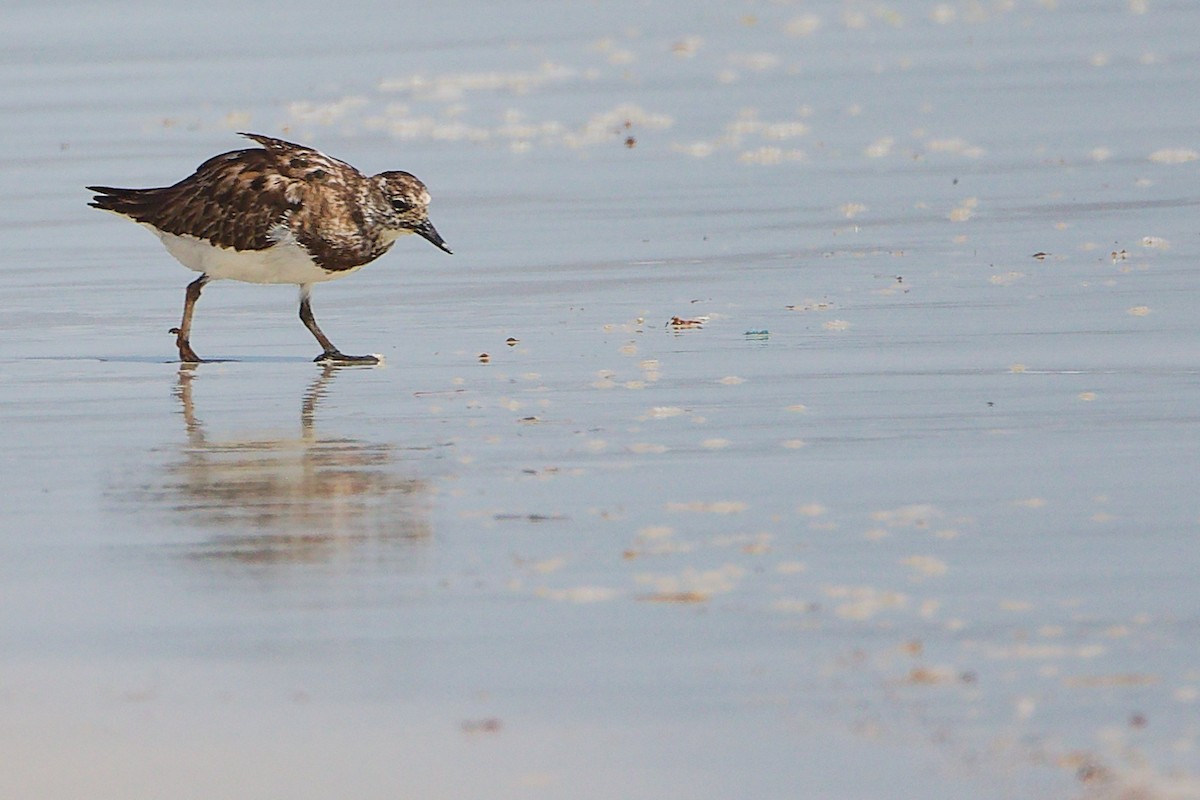 Ruddy Turnstone - ML645588778