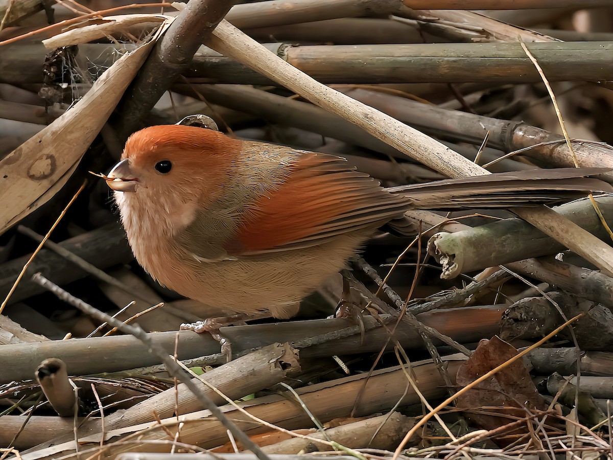 Vinous-throated Parrotbill - ML645588779