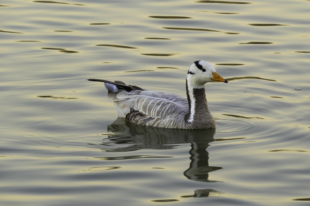 Bar-headed Goose - ML645588781
