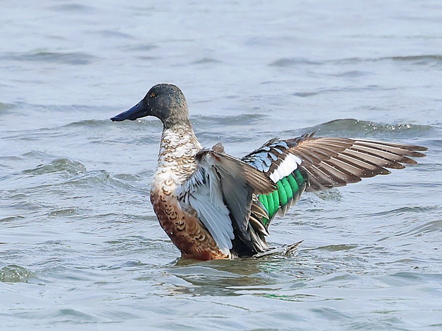 Northern Shoveler - ML645588782