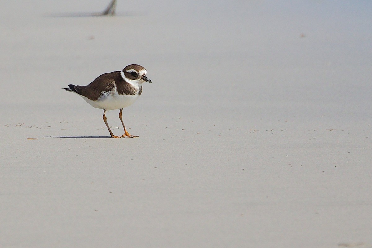 Common Ringed Plover - ML645588783