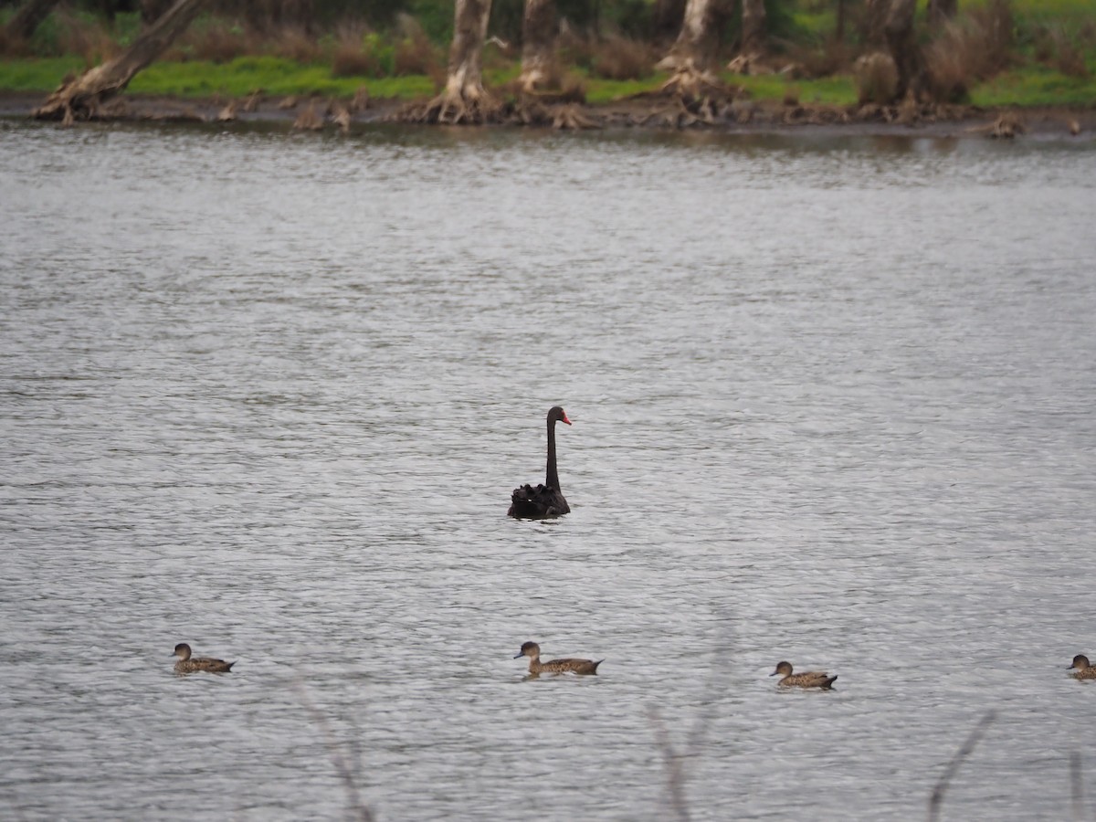 labuť černá - ML645588784