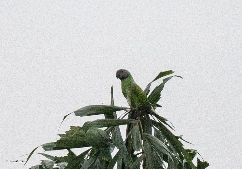 Layard's Parakeet - ML645588785