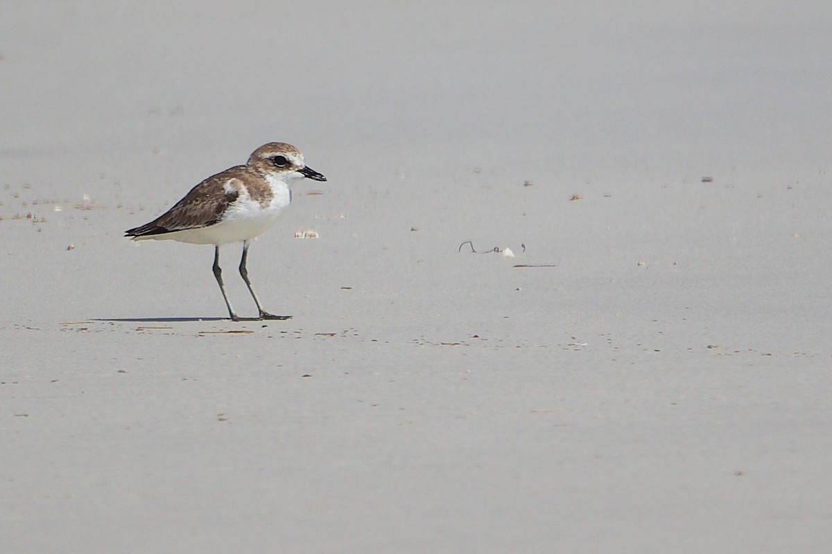 Common Ringed Plover - ML645588786