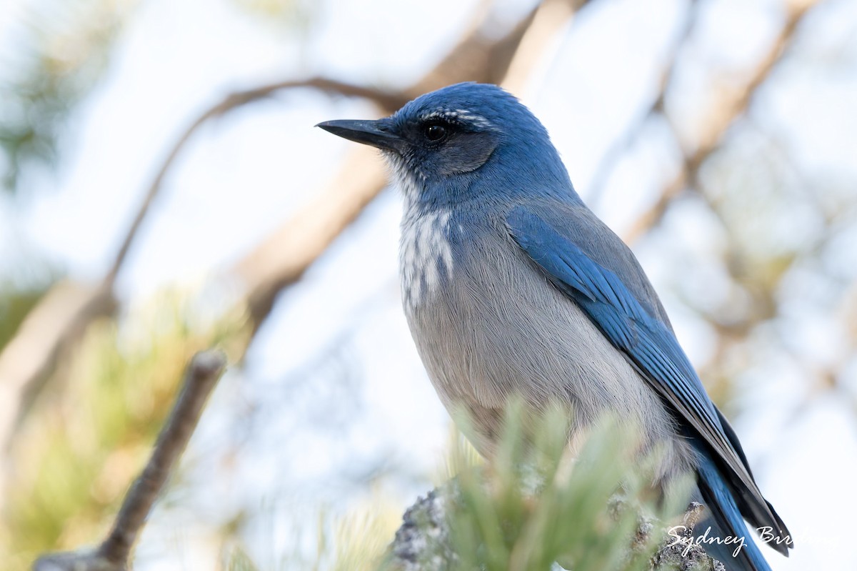 Woodhouse's Scrub-Jay - ML645588788
