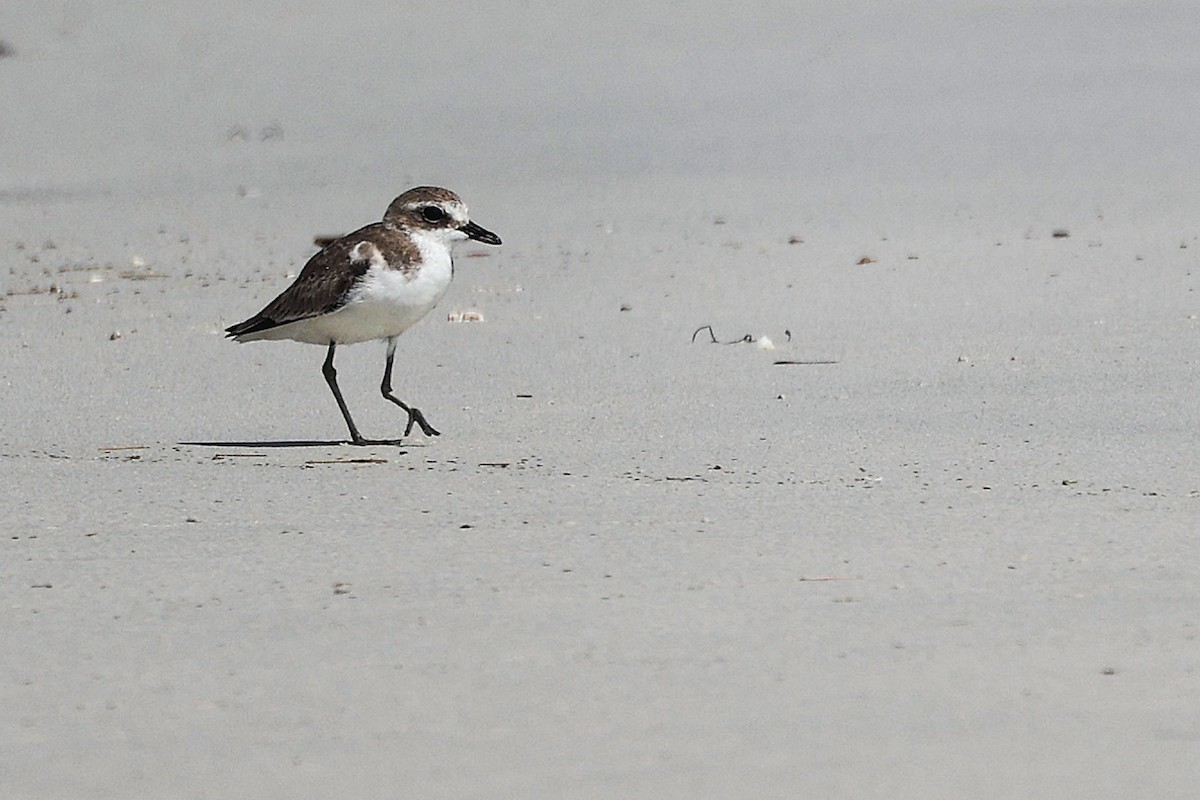 Common Ringed Plover - ML645588789