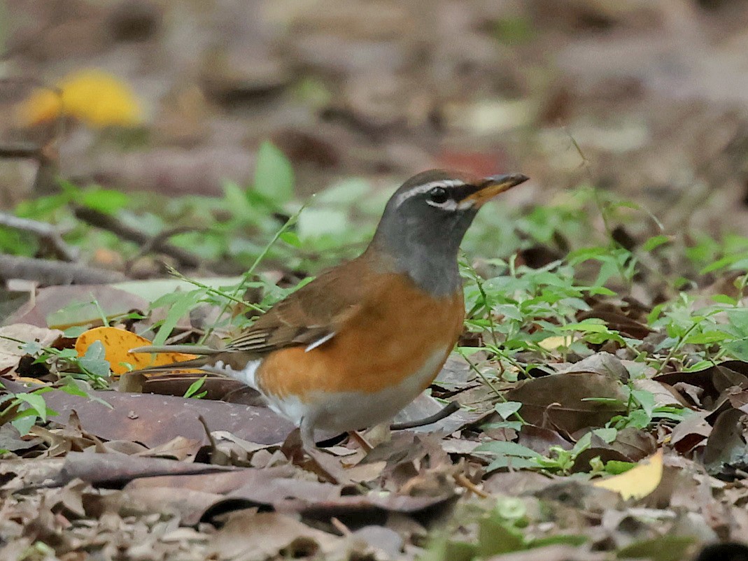 Eyebrowed Thrush - ML645588790