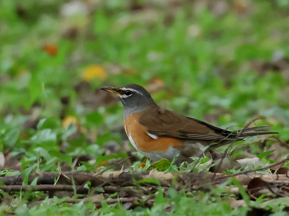 Eyebrowed Thrush - ML645588791