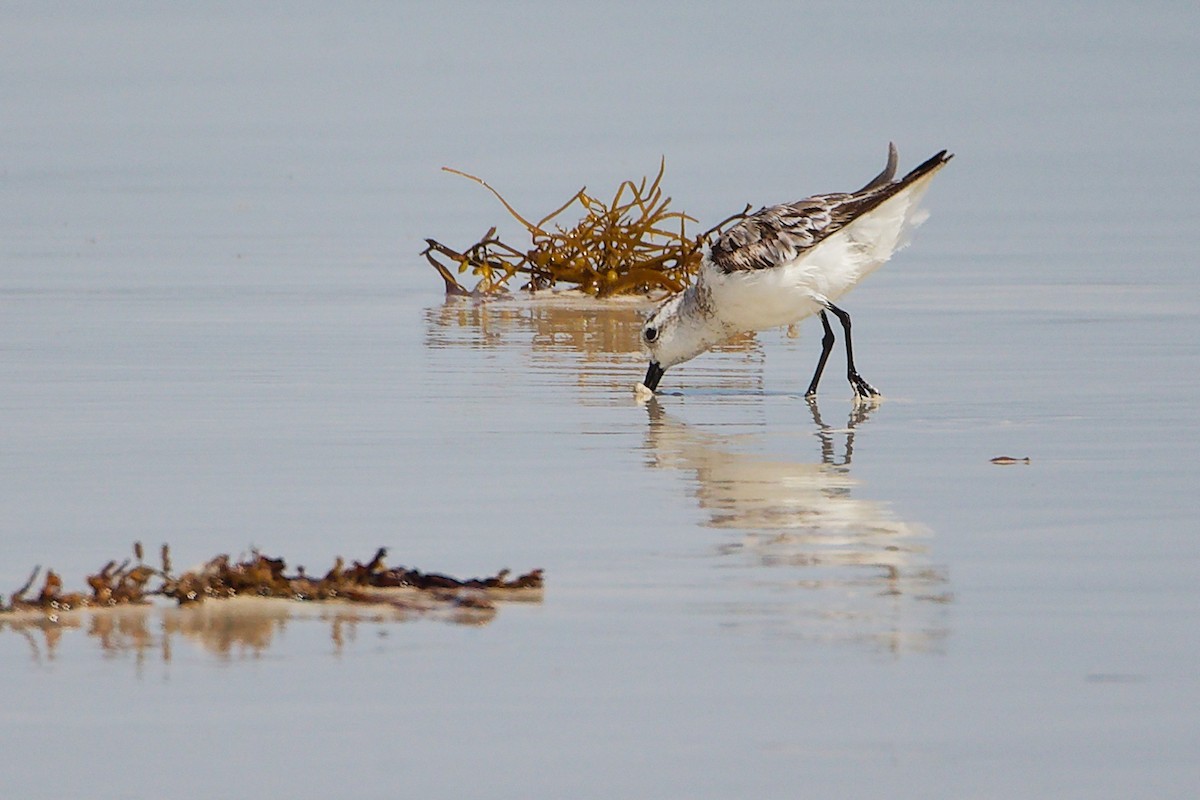 Sanderling - ML645588792