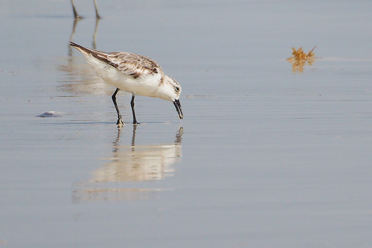 Sanderling - ML645588793