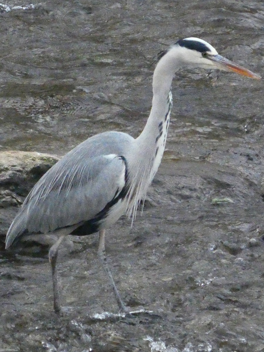 Gray Heron - ML645588794