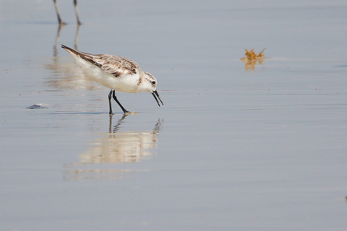 Sanderling - ML645588795