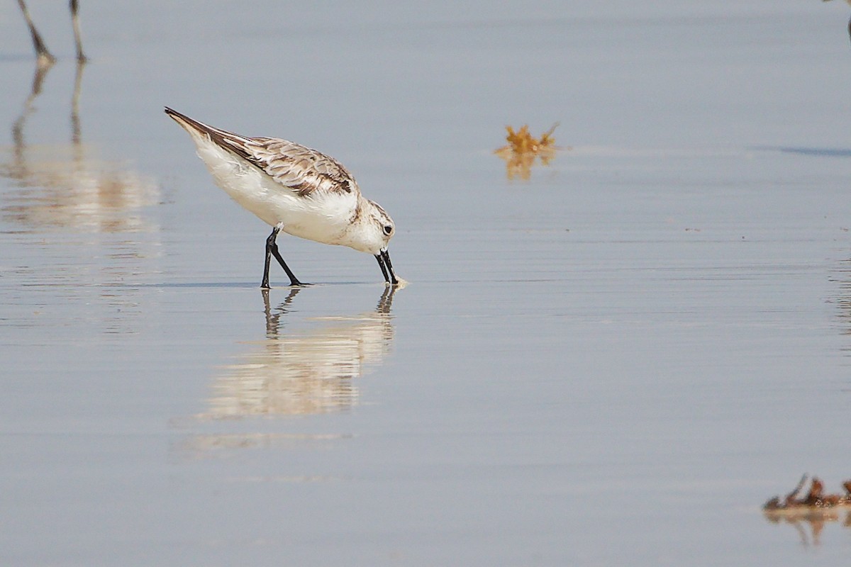 Sanderling - ML645588796