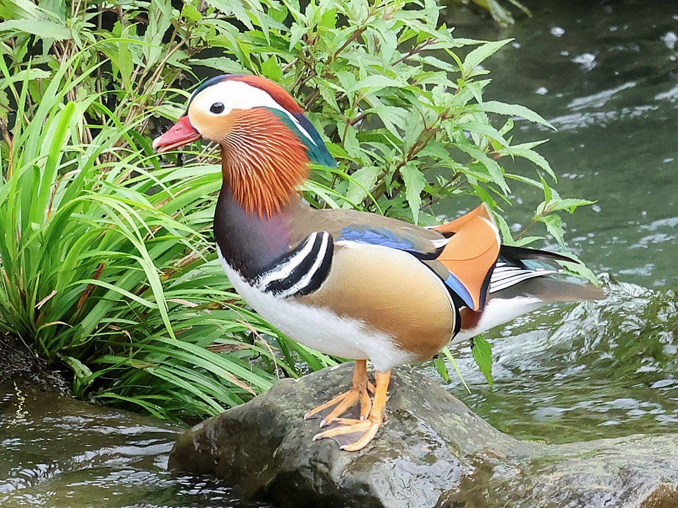 Mandarin Duck - ML645588799
