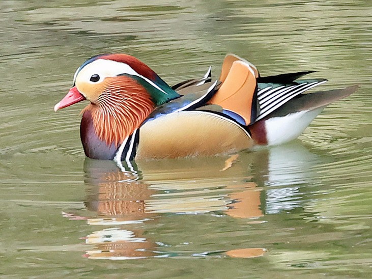Mandarin Duck - ML645588800