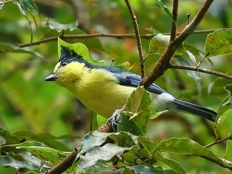 Taiwan Yellow Tit - ML645588801