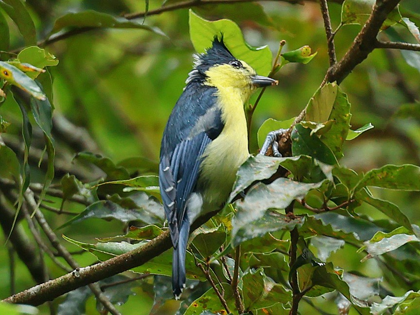 Taiwan Yellow Tit - ML645588802
