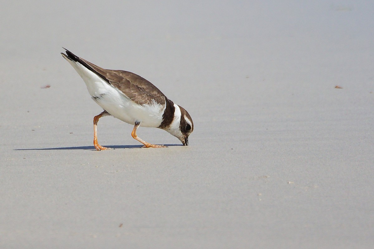 Common Ringed Plover - ML645588803