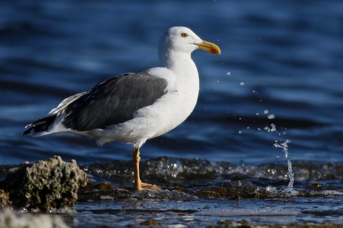 racek kalifornský - ML645588804