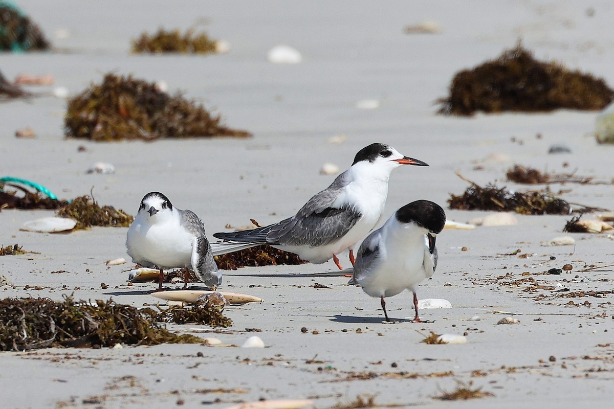 rybák obecný - ML645588805