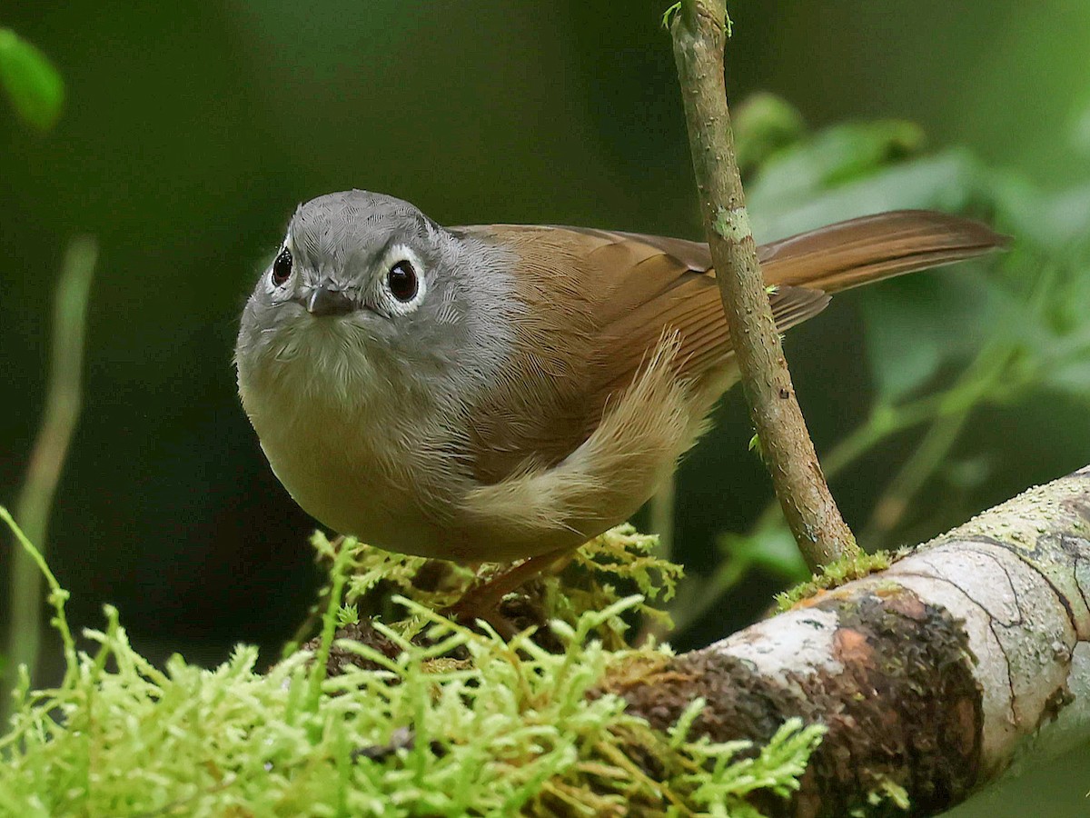 Morrison's Fulvetta - ML645588806